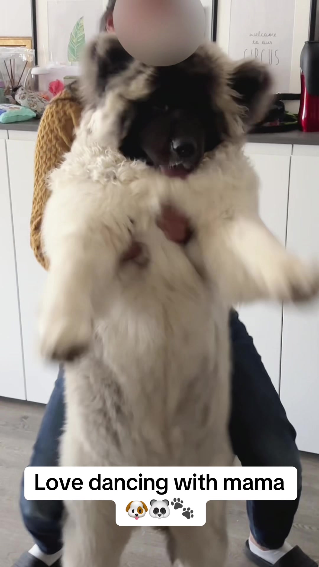 @Moon 🐶🐼🐾