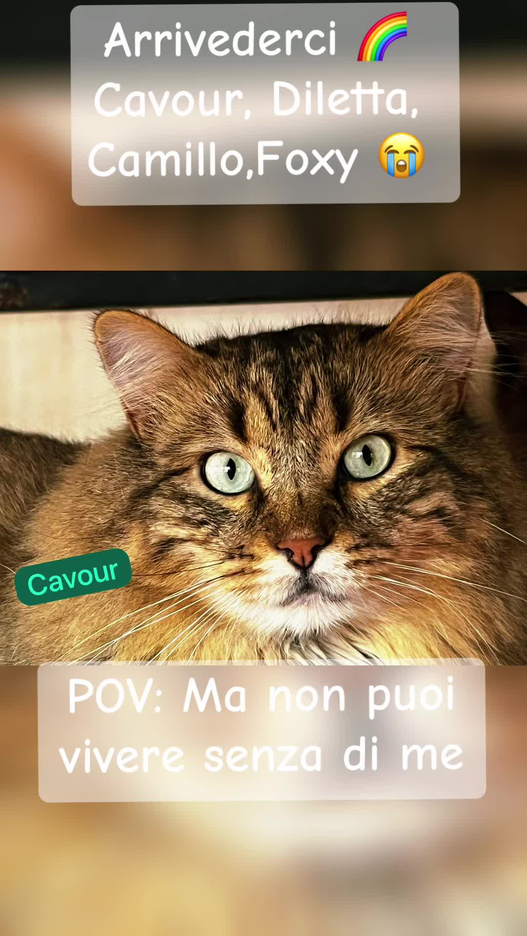 @IL GATTO NERO ODV