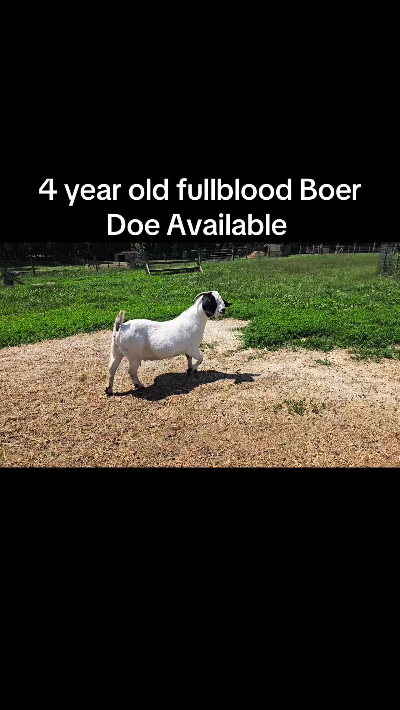 @michellelibersher