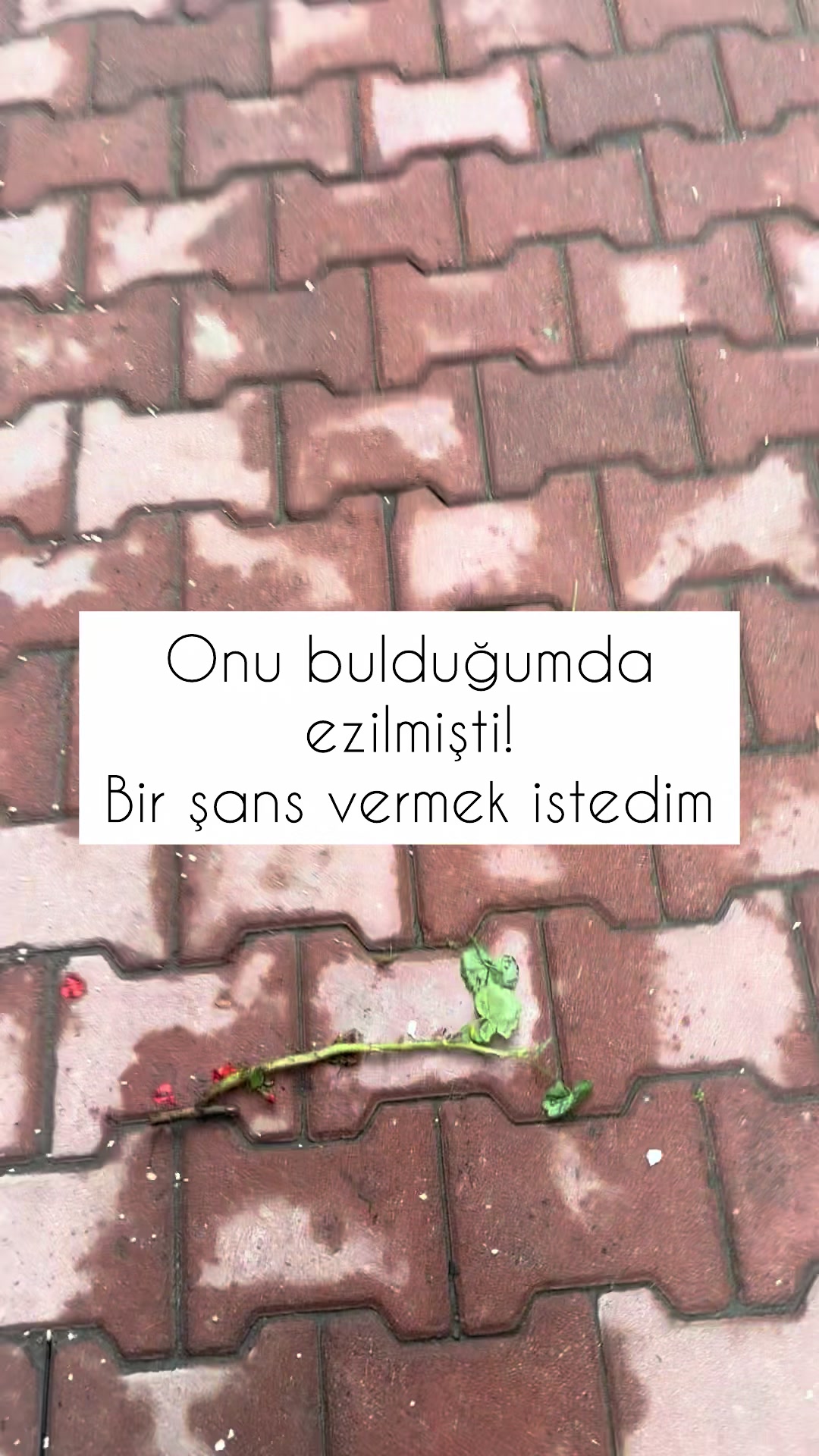 @yesillihanm