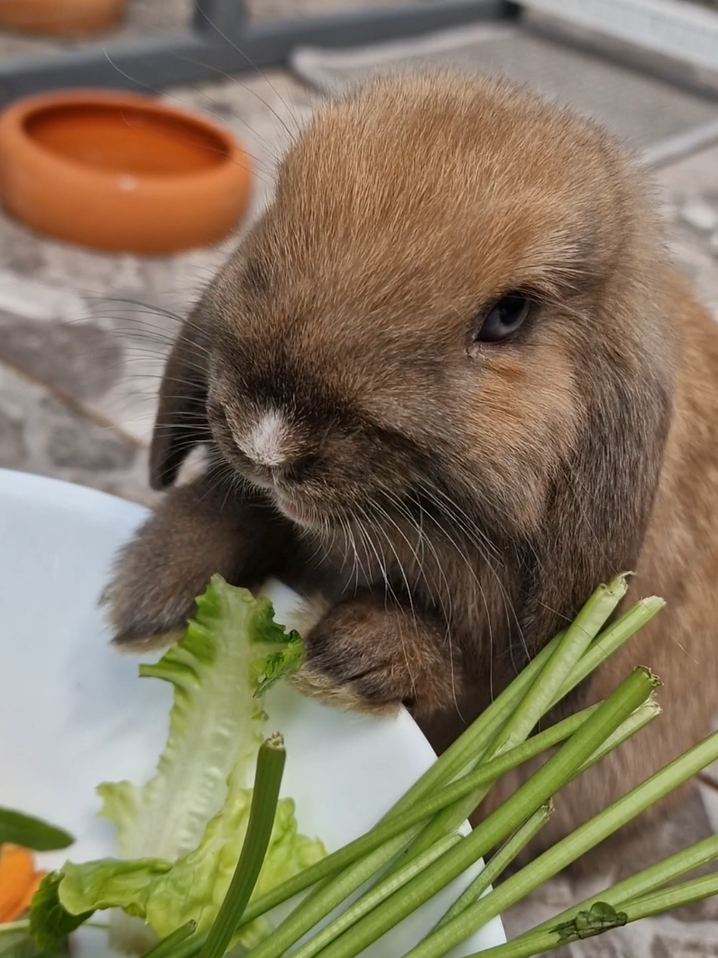 @Rabbit Gang