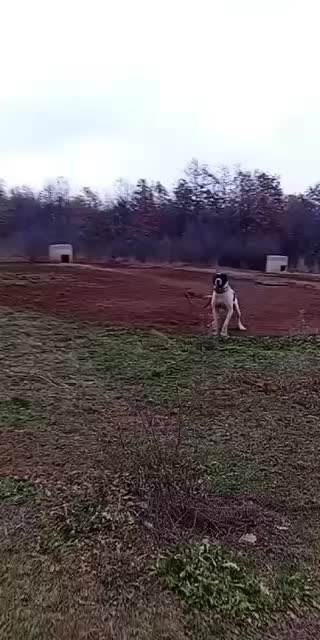 @tiger_spartak