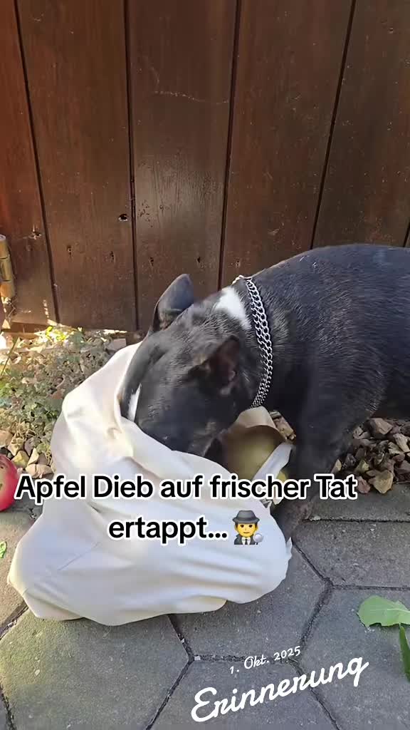 @PATRICK und Mogli d. Minibulli