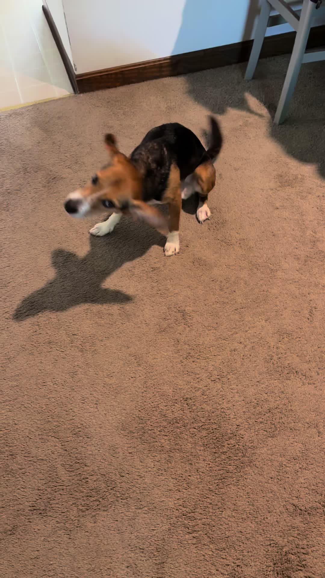 @ThatBeagleGus