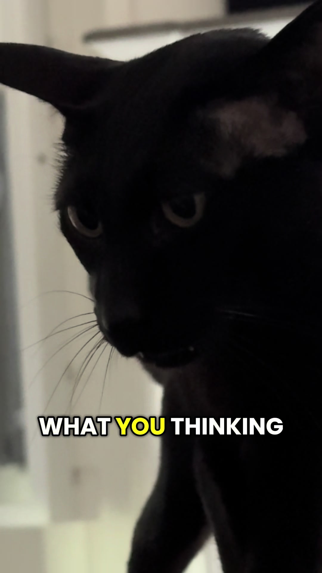 @hobbikats