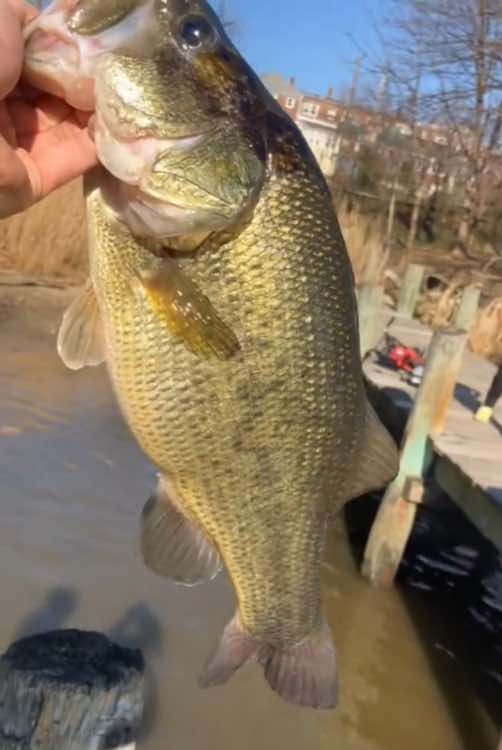 @baltimorebanditfishing