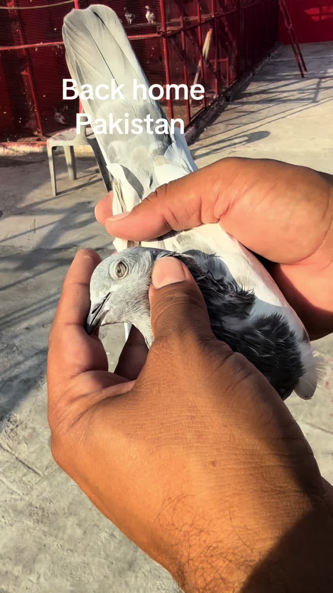 @USA 🇺🇸 Pakistani pigeon club