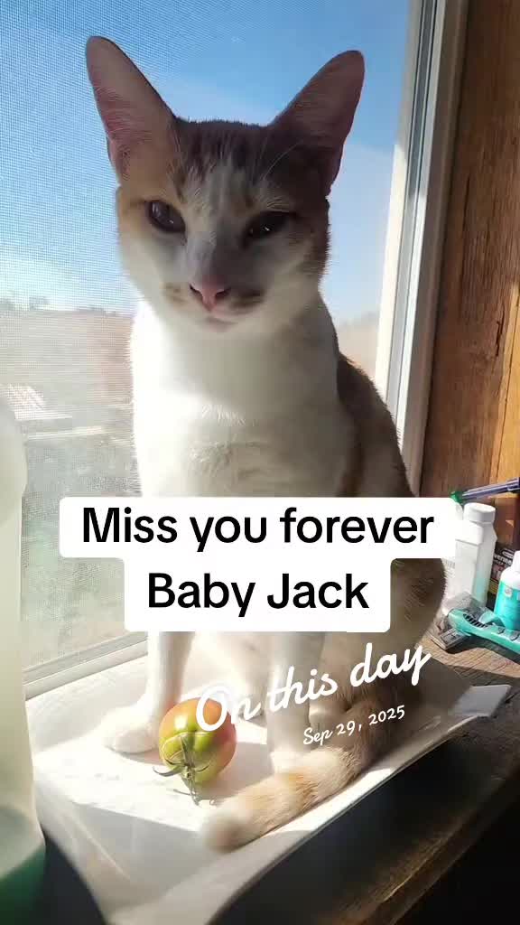 @ThroughmyEyes