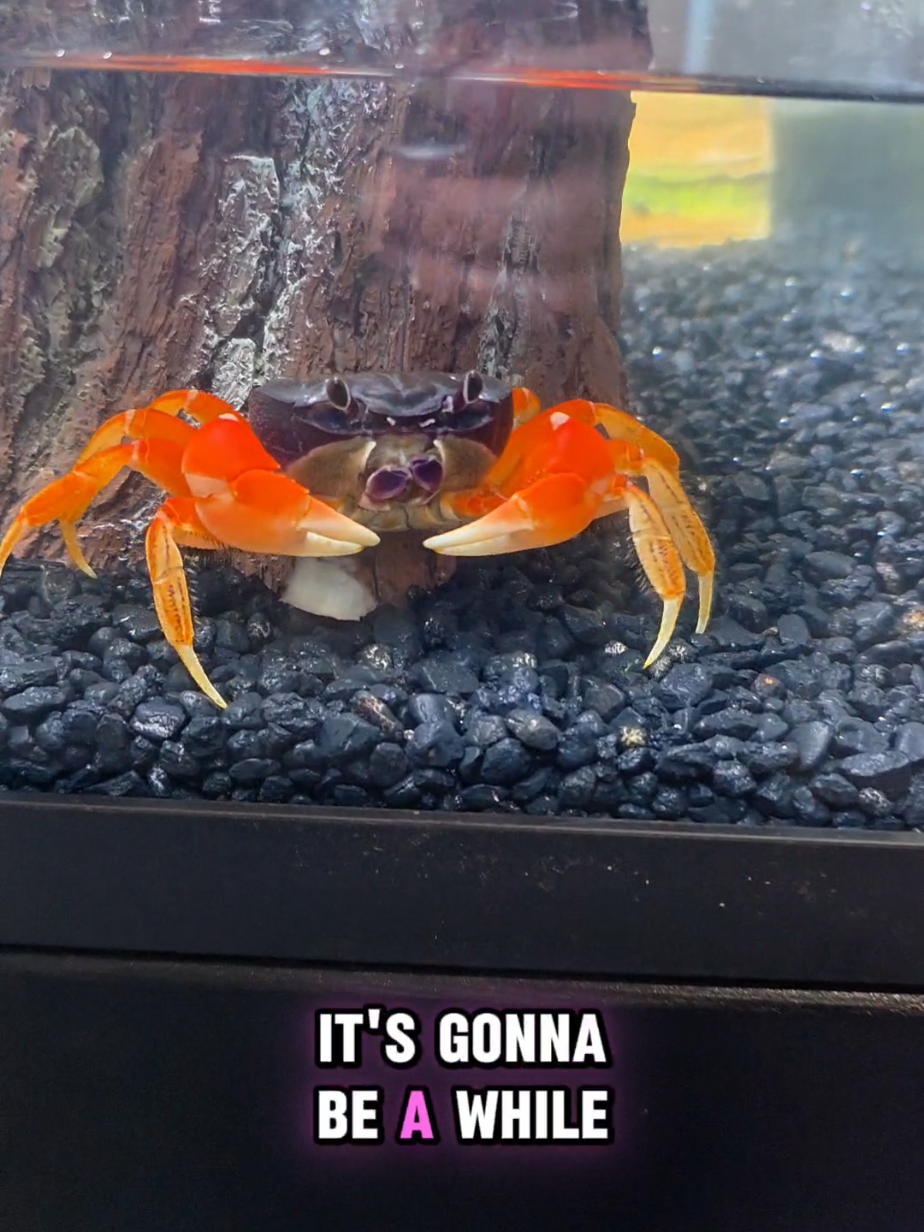@Howie The Crab