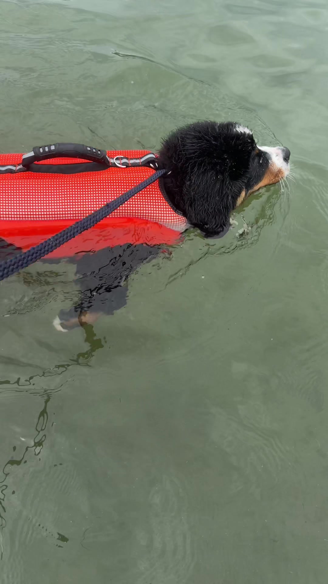 @SennenridgeBernese