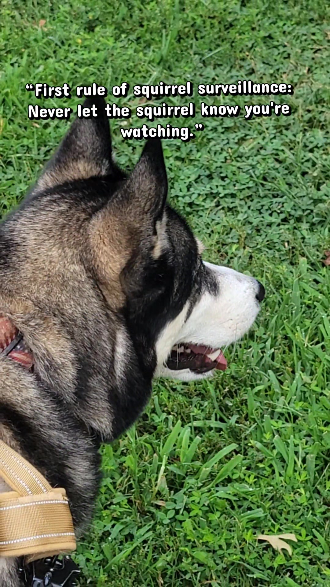 @the Hussey Husky