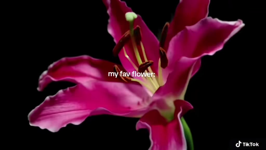@Dilara-Joline