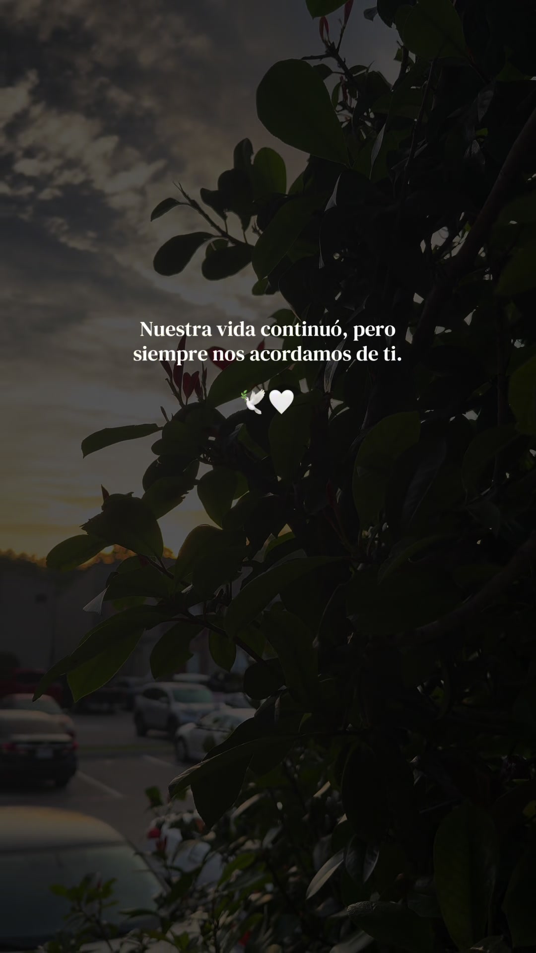 @🌻✨𝐸𝐿𝐼𝒵𝒜𝐵𝐸𝒯𝐻✨🌻