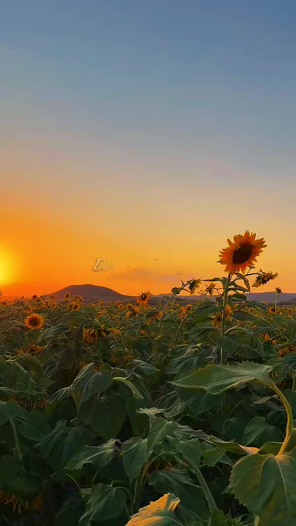 @papatyam_085🪽