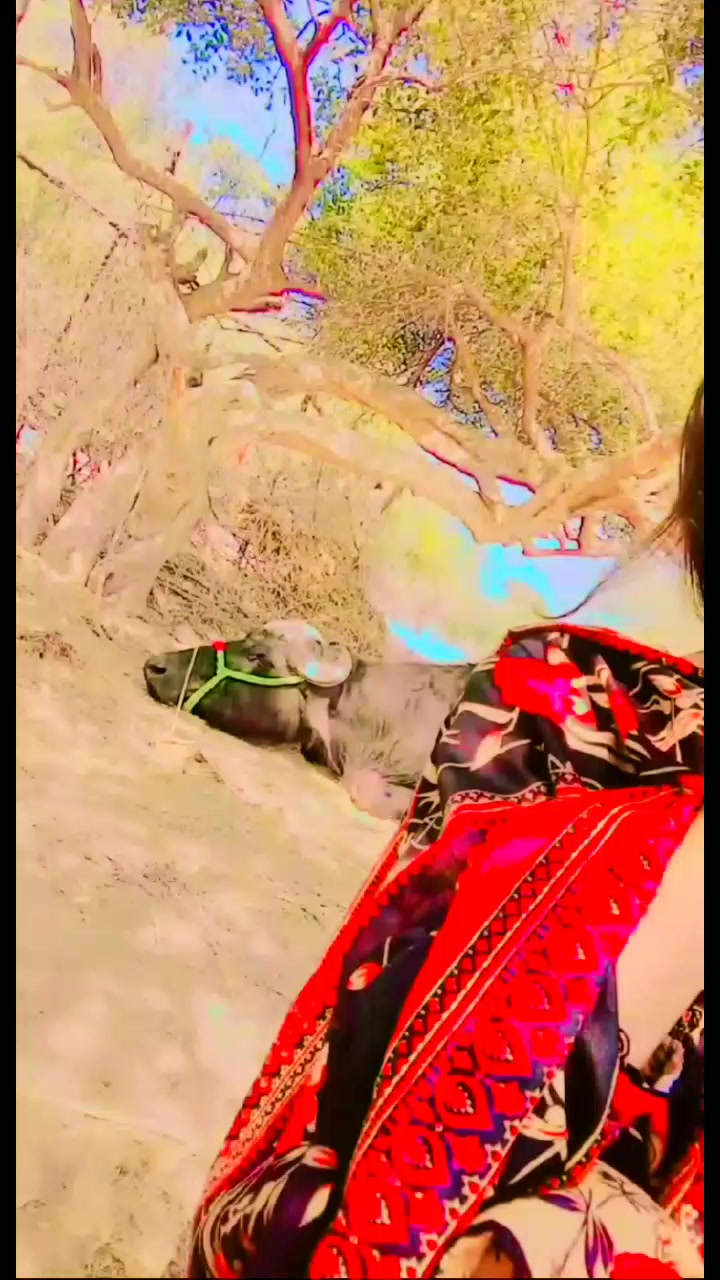 @Hub chauki ki👑 shehzadi 👑