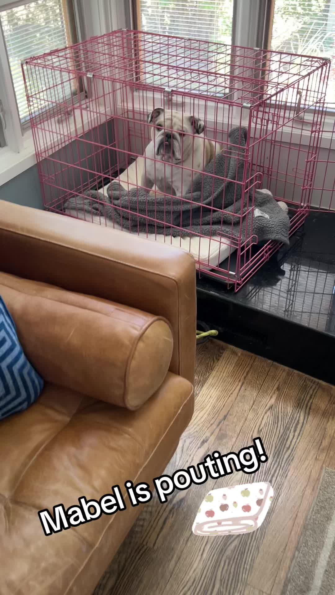 @MabeltheBulldog