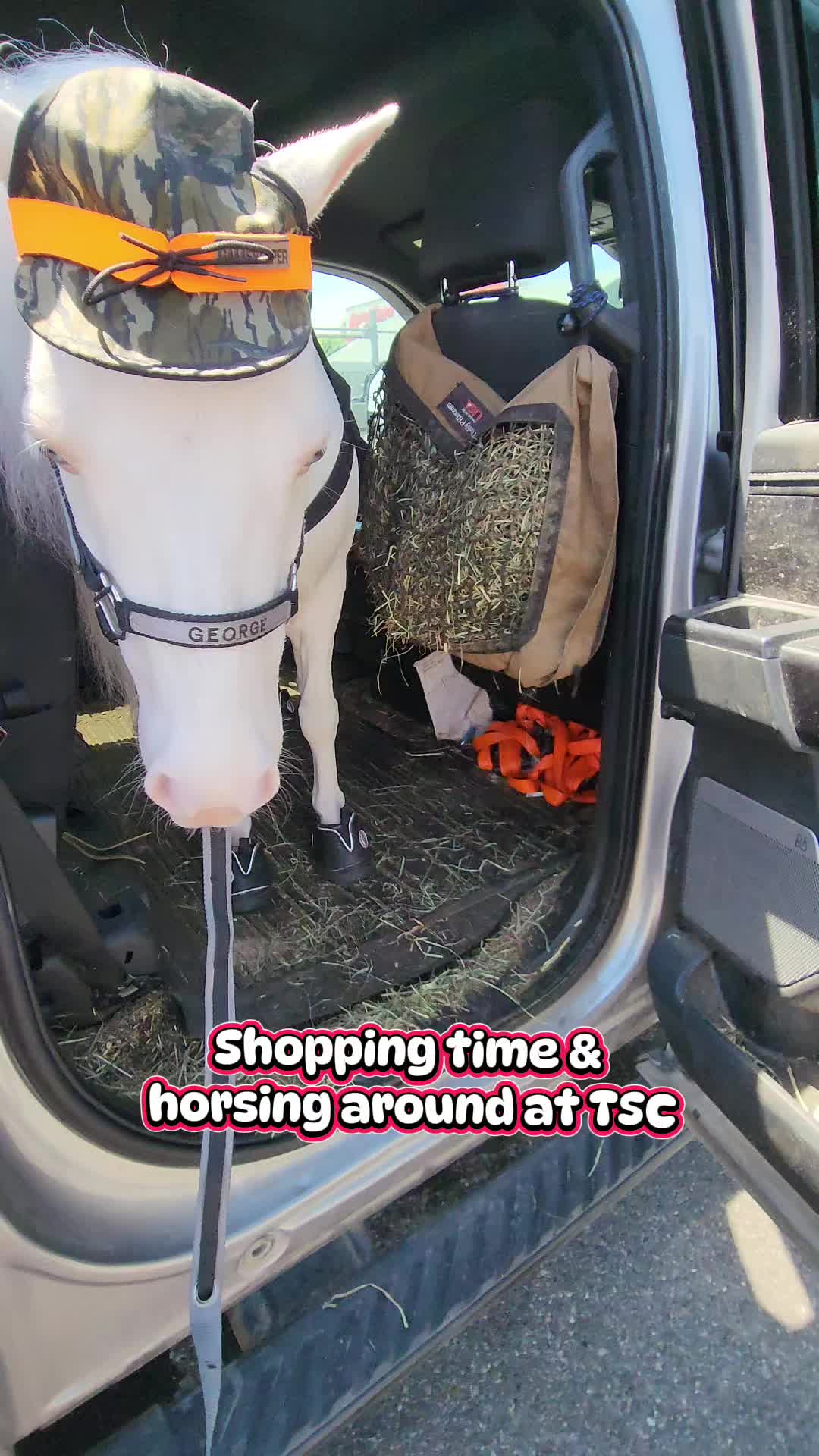 @minihorsemomandtrainer🐴🐴🐴🐴