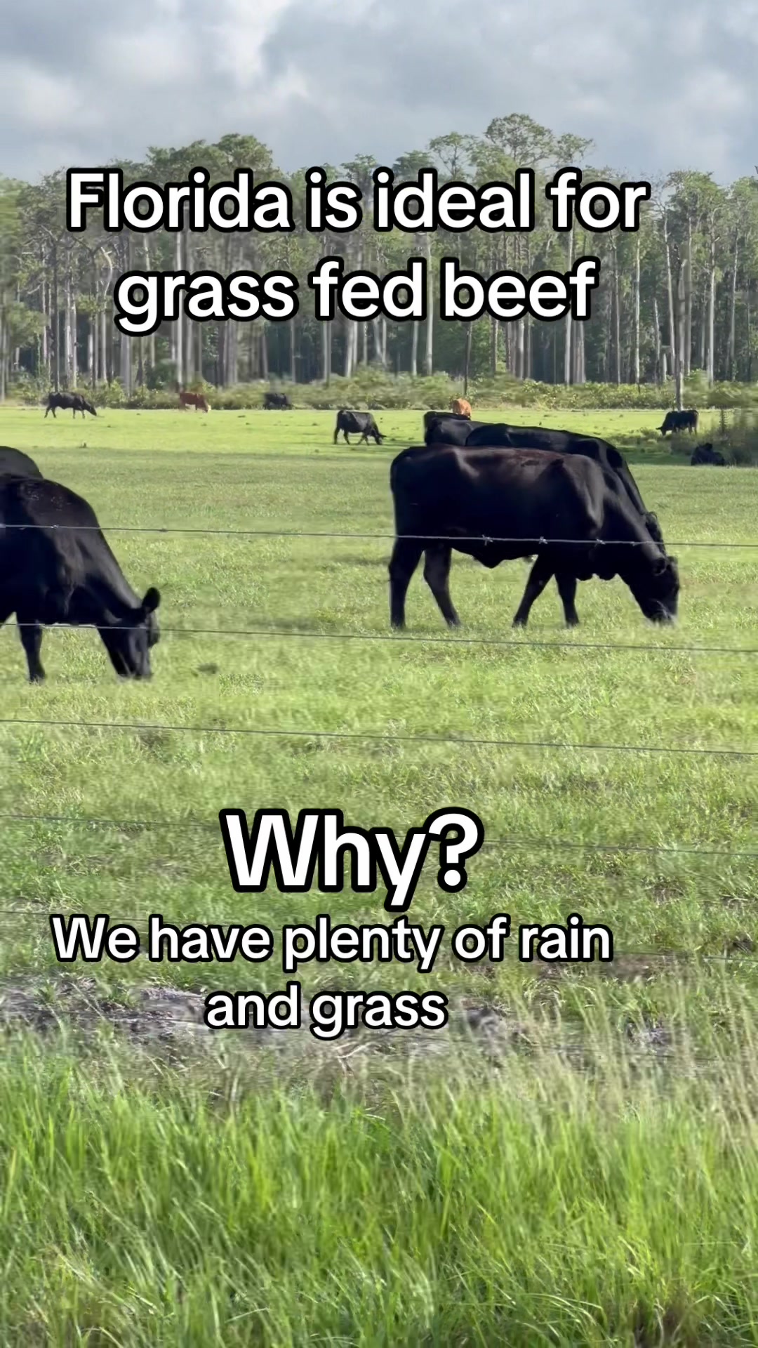@Florida Land Guy