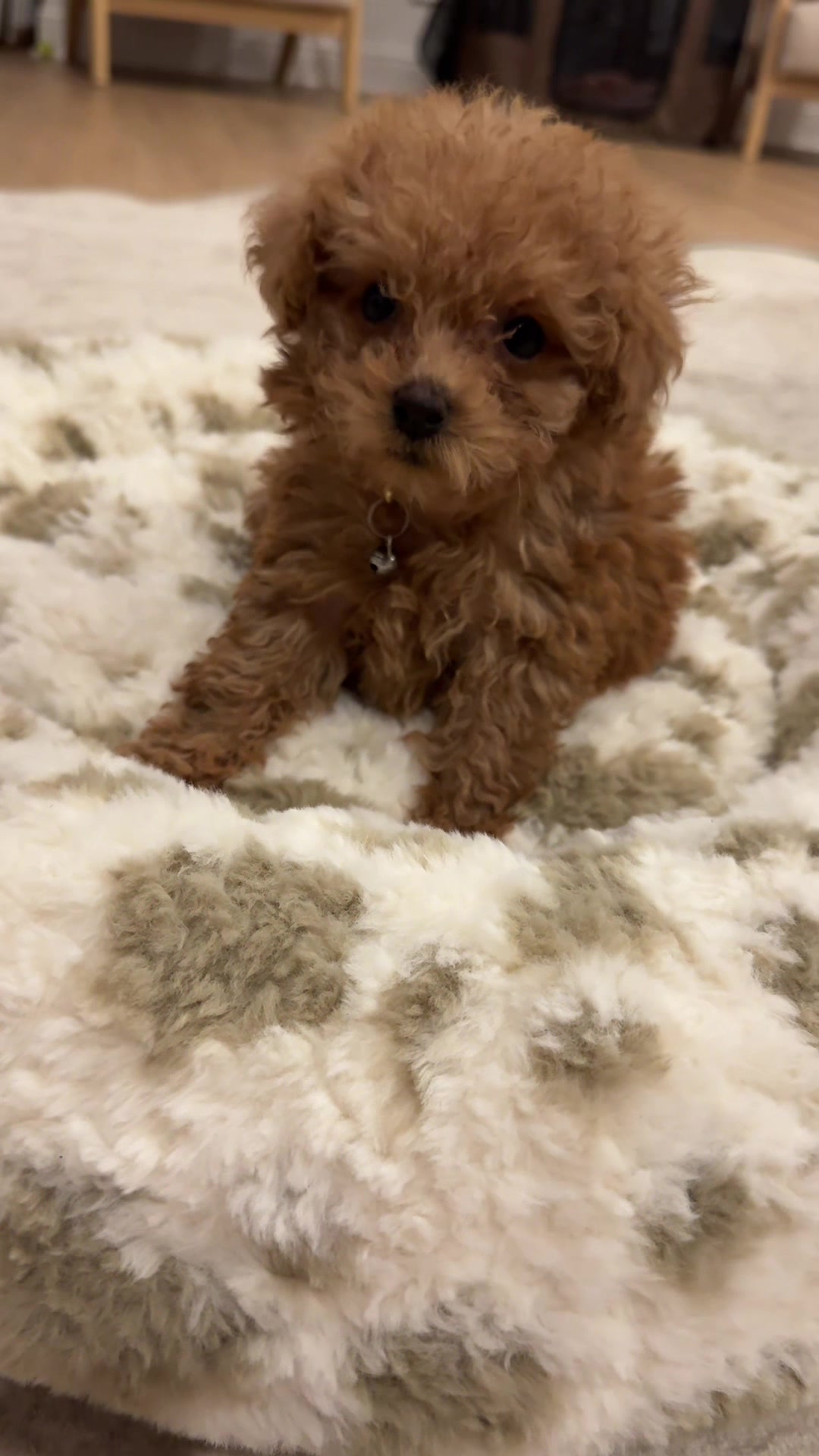 @Hazel Raine 🐾