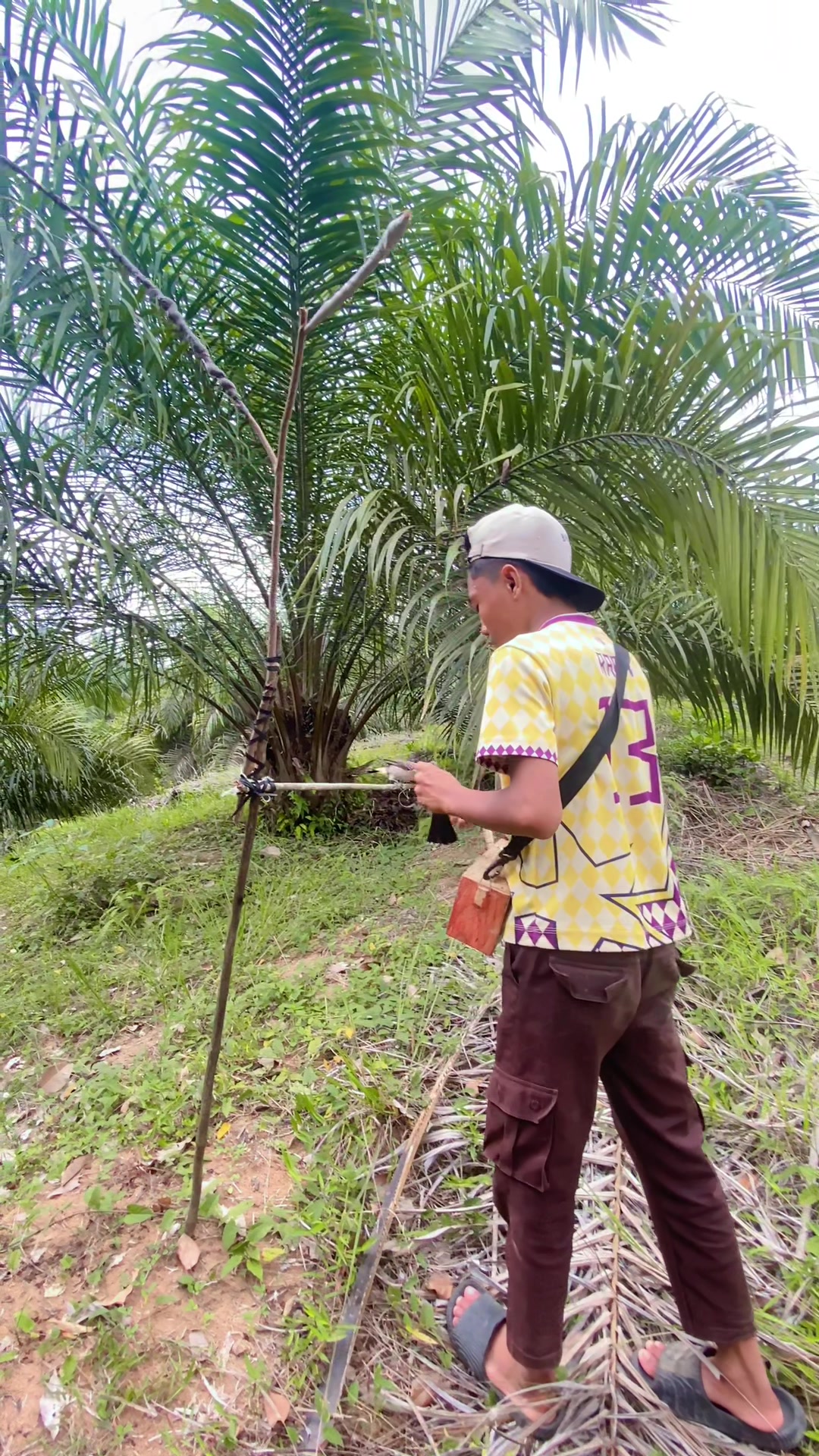 @KICAU SIPALING VIRAL