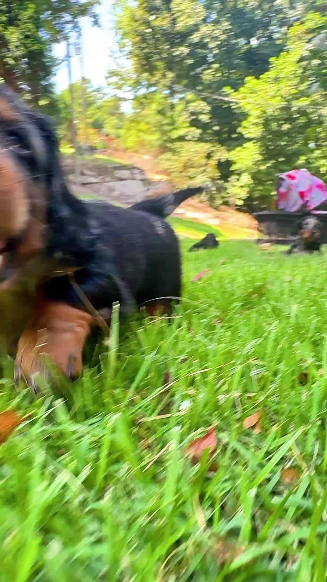 @Taylored Dachshunds