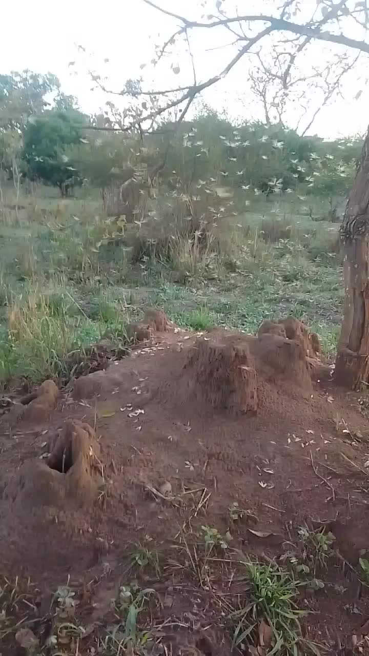 @Julius Solola