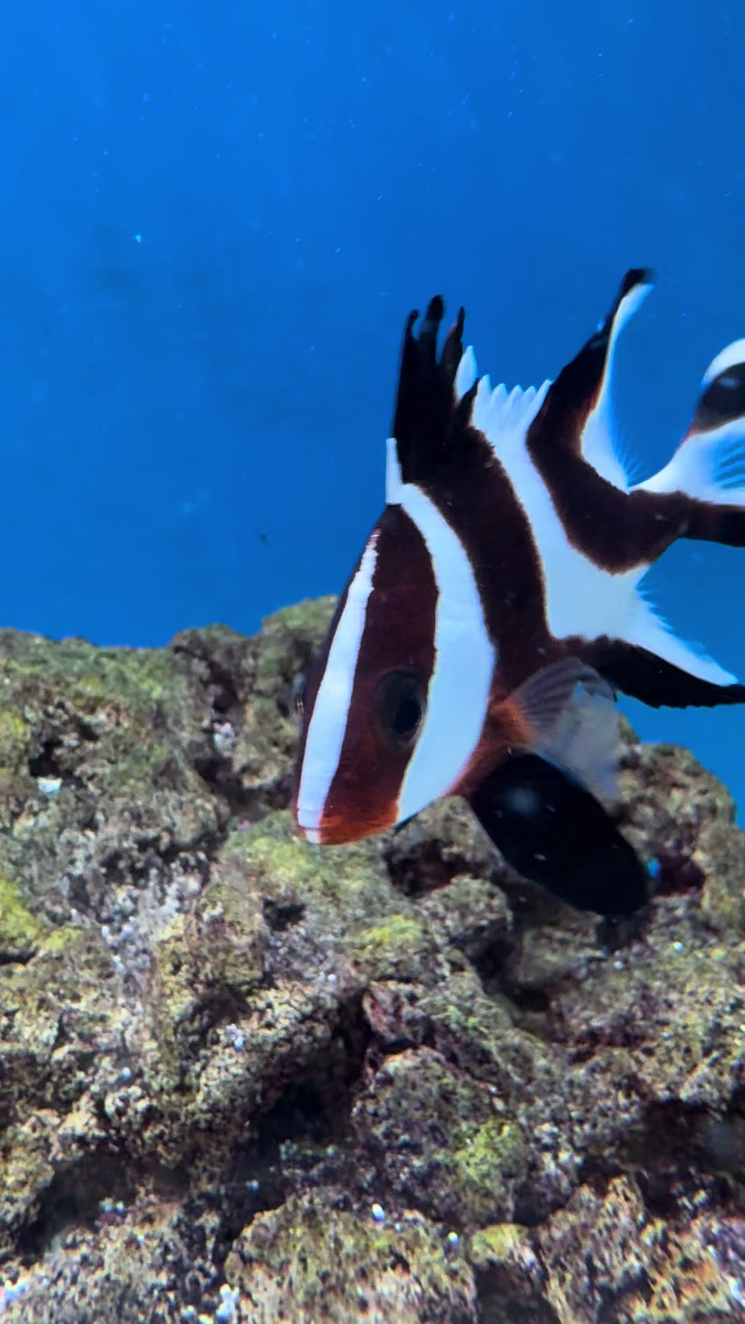 @fintastic aquariums