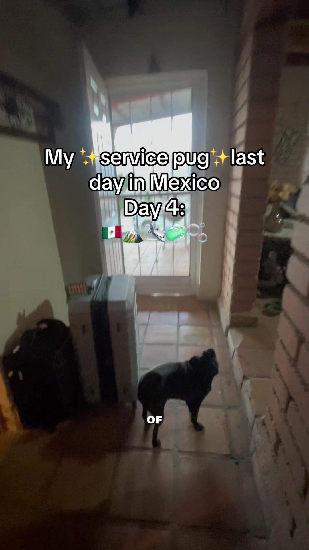 @papitheservicepug
