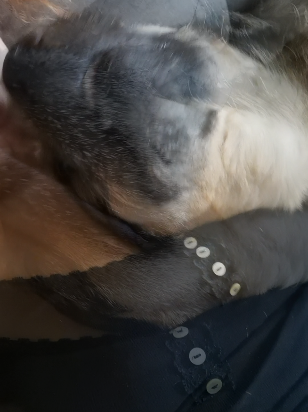 @Ares🐕🐾