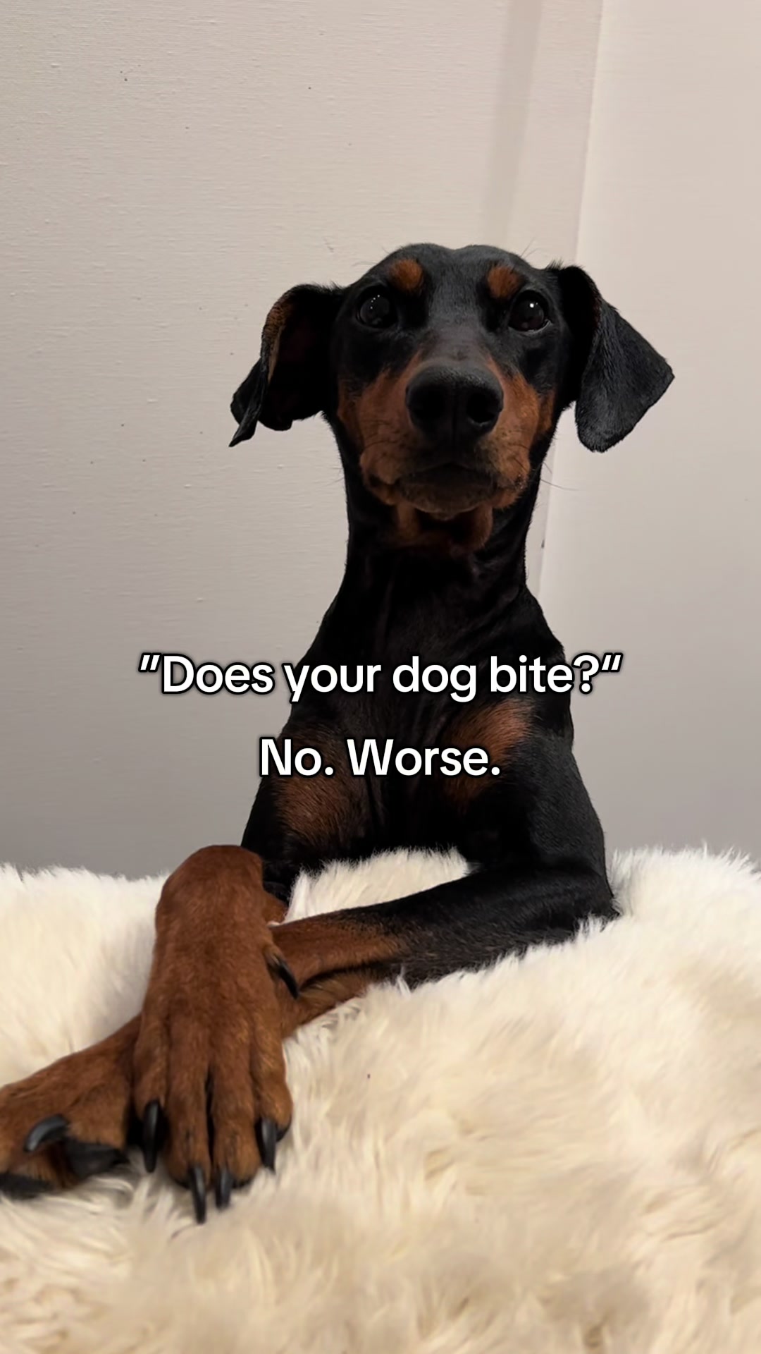 @AlvaTheHotDog