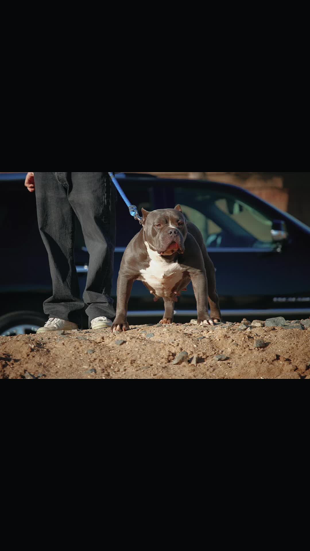 @@Dublinekennels