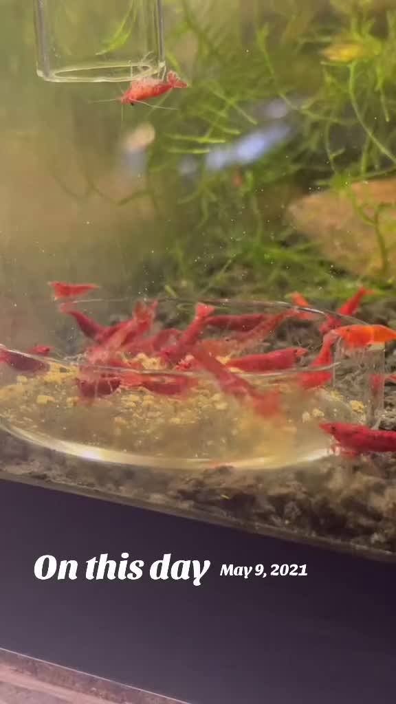 @MG Aquatics LLC