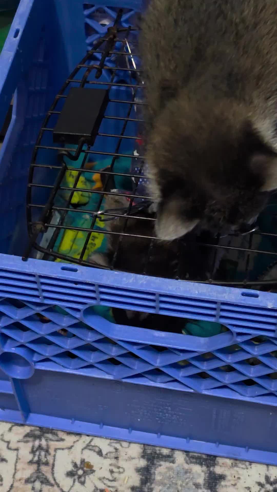 @Little Bit Wildlife Rescue