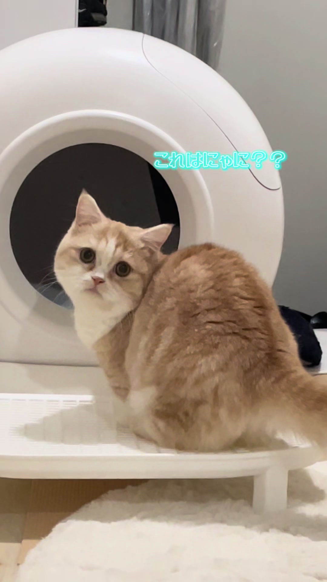 @ใปใฃใ๐๐