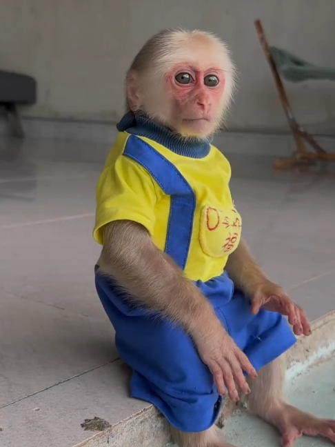 @Monkey TP