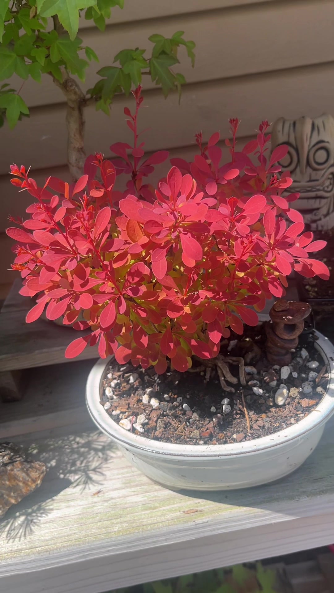 @MissionBonsai