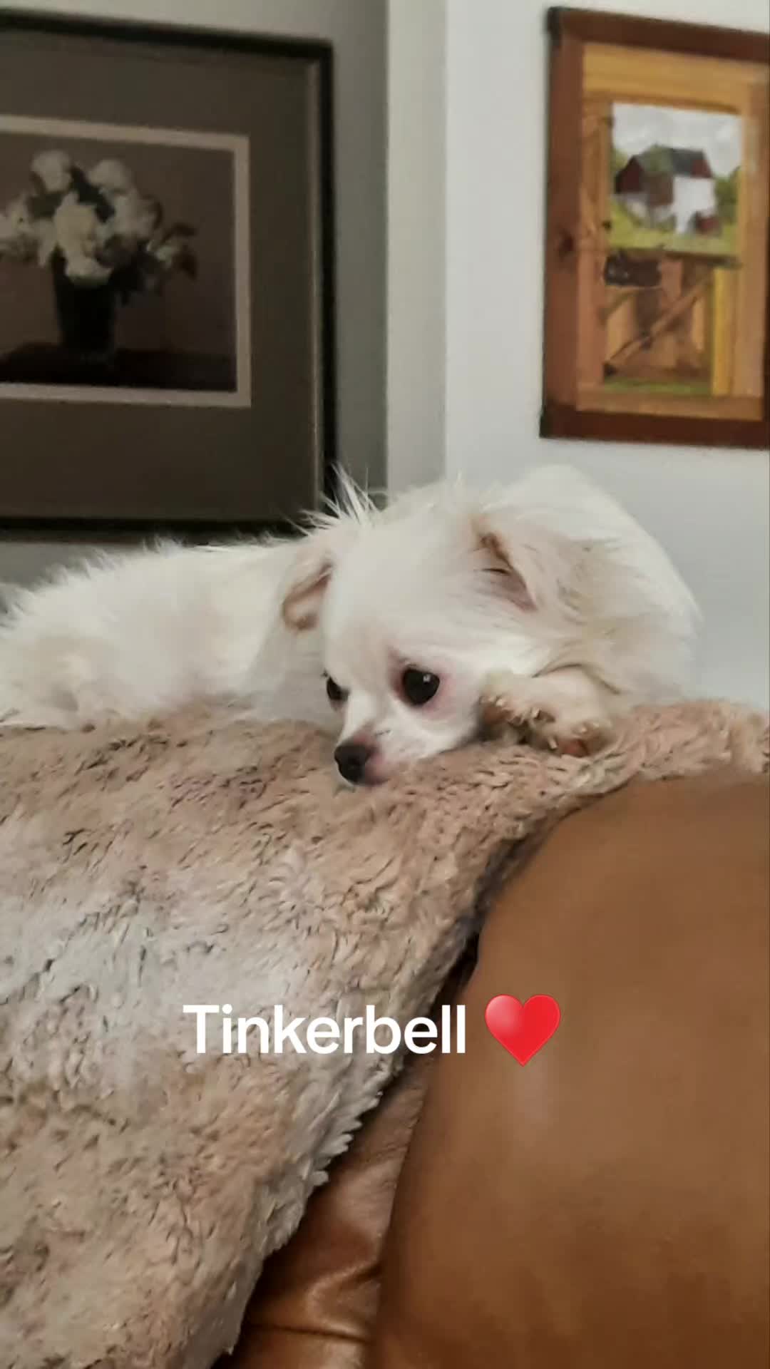 @danasdailydoodles