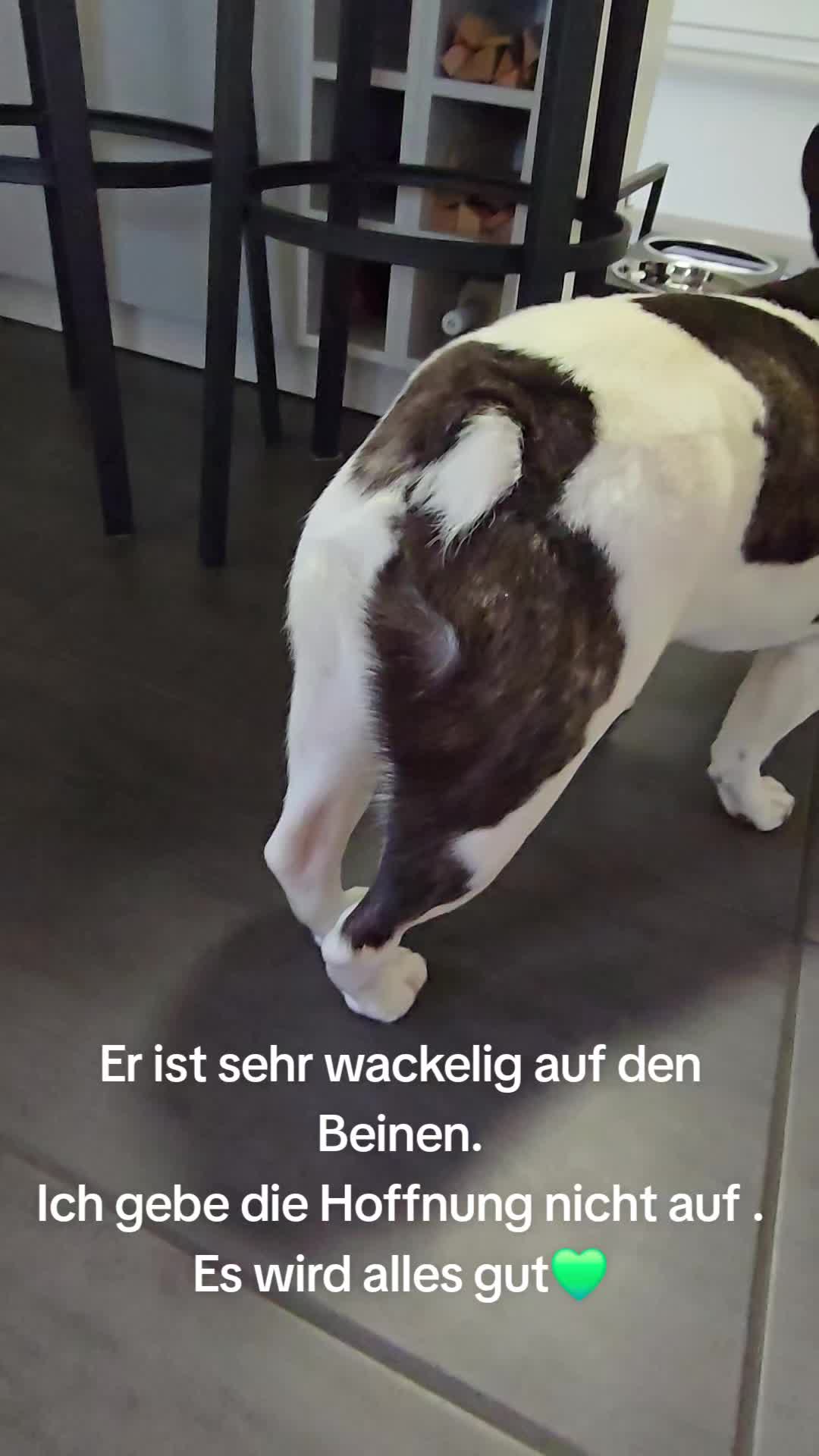 @Kylo und Samy 💙💙🐶🐕🍀🍀