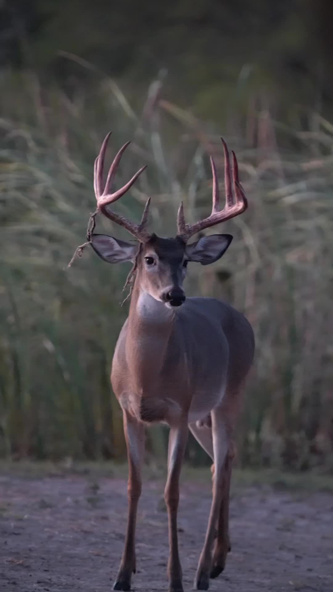 @South Texas Whitetails