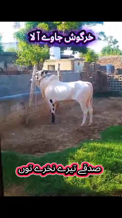 @چوہدری حماد