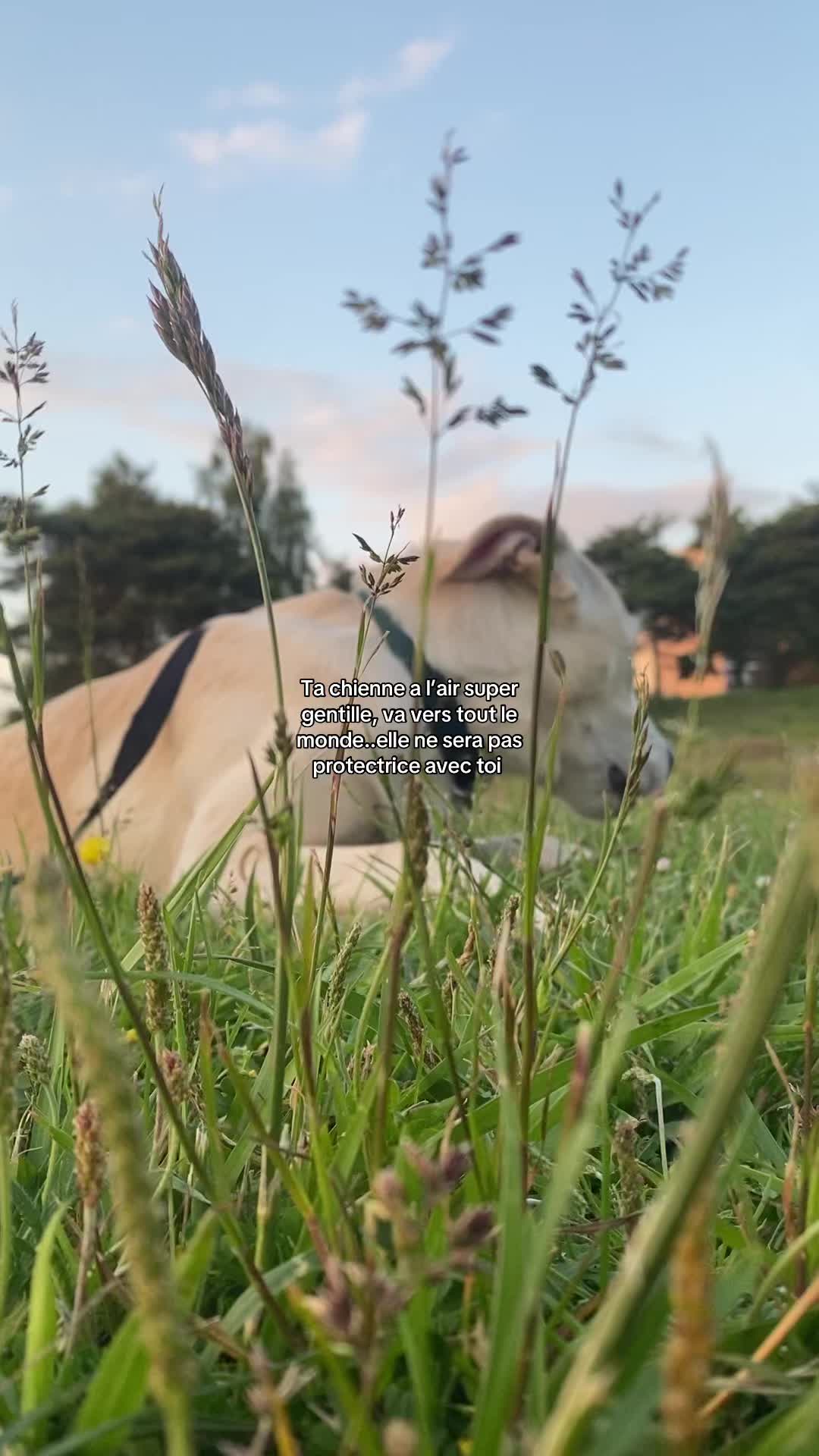 @C’🐆