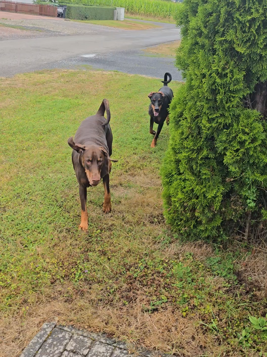 @dobermanndeutschland