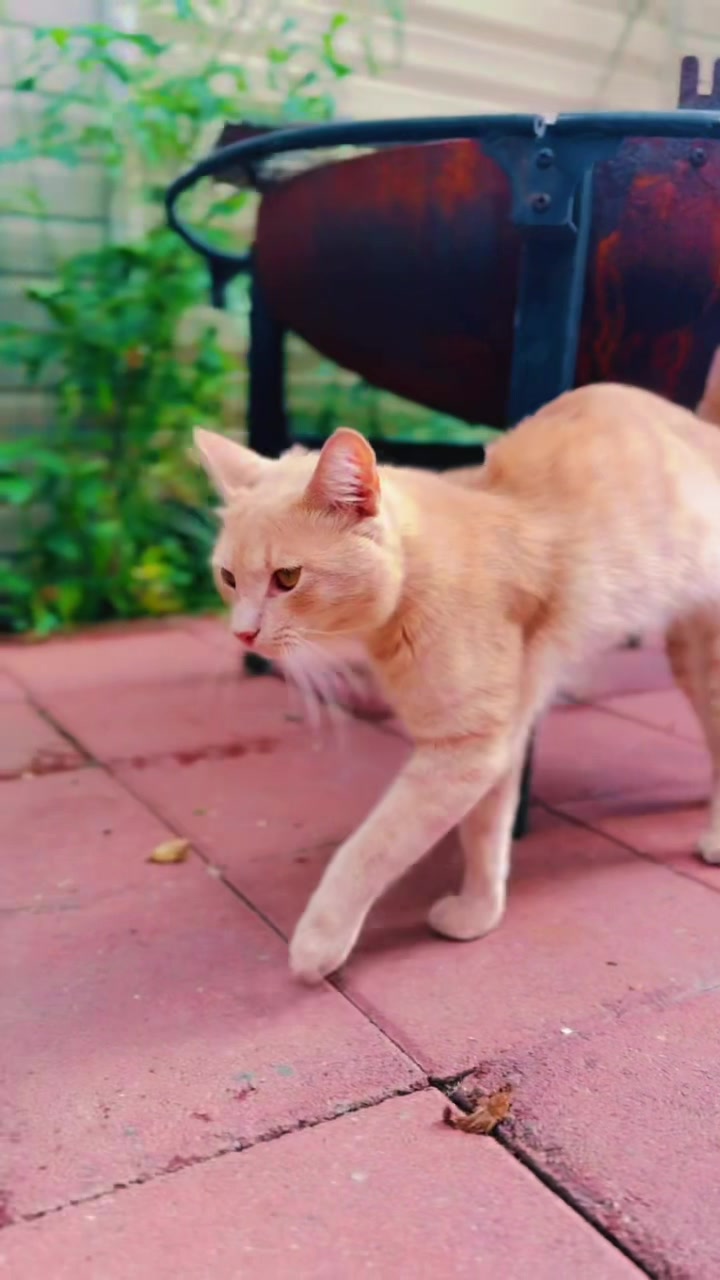 @pantherthecat_ 0711