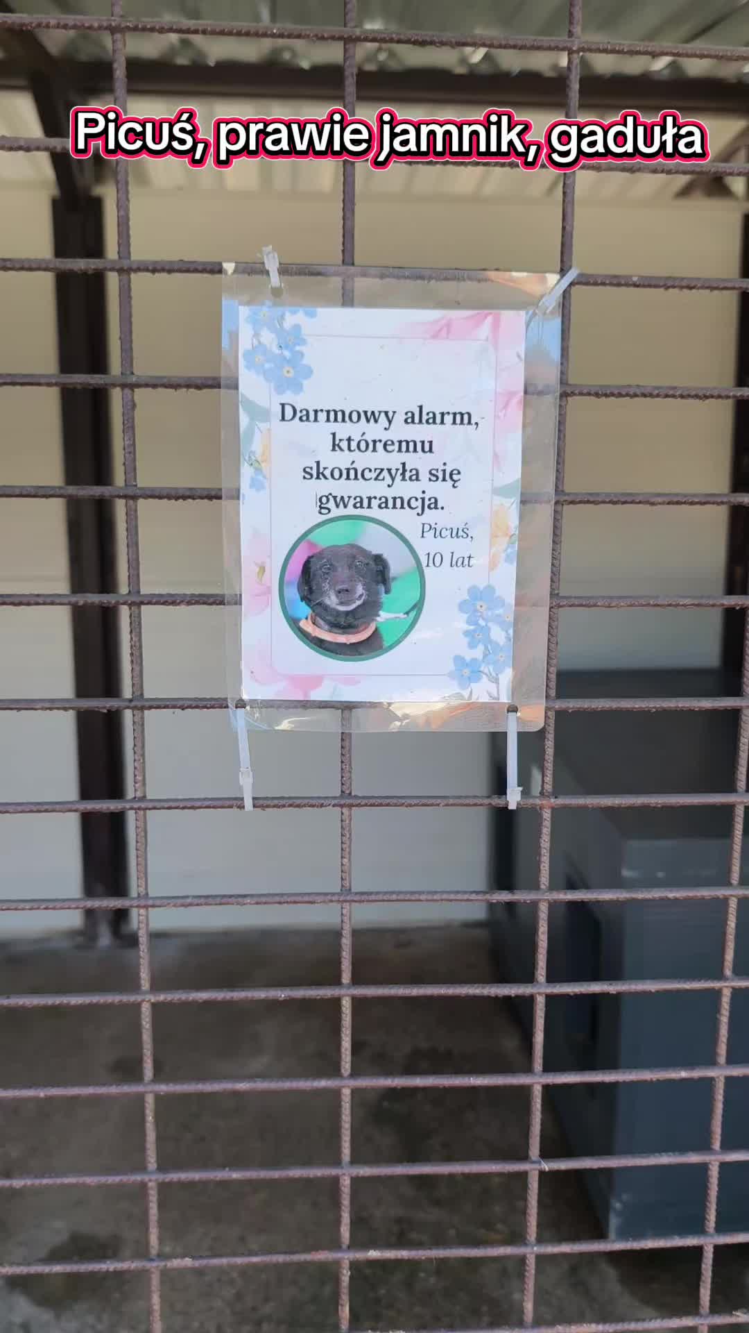 @Bezdomniaki_ze_śląska