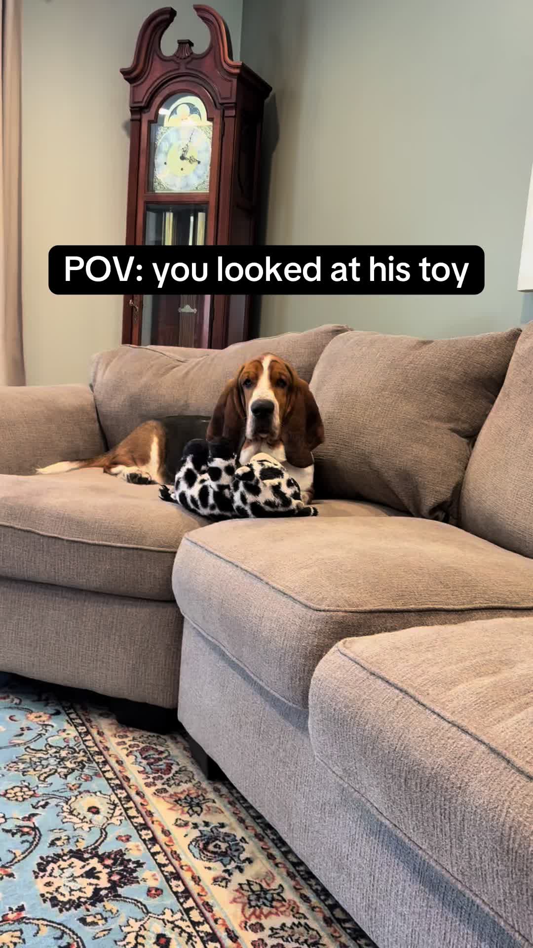 @Chuck Bass The Basset Hound