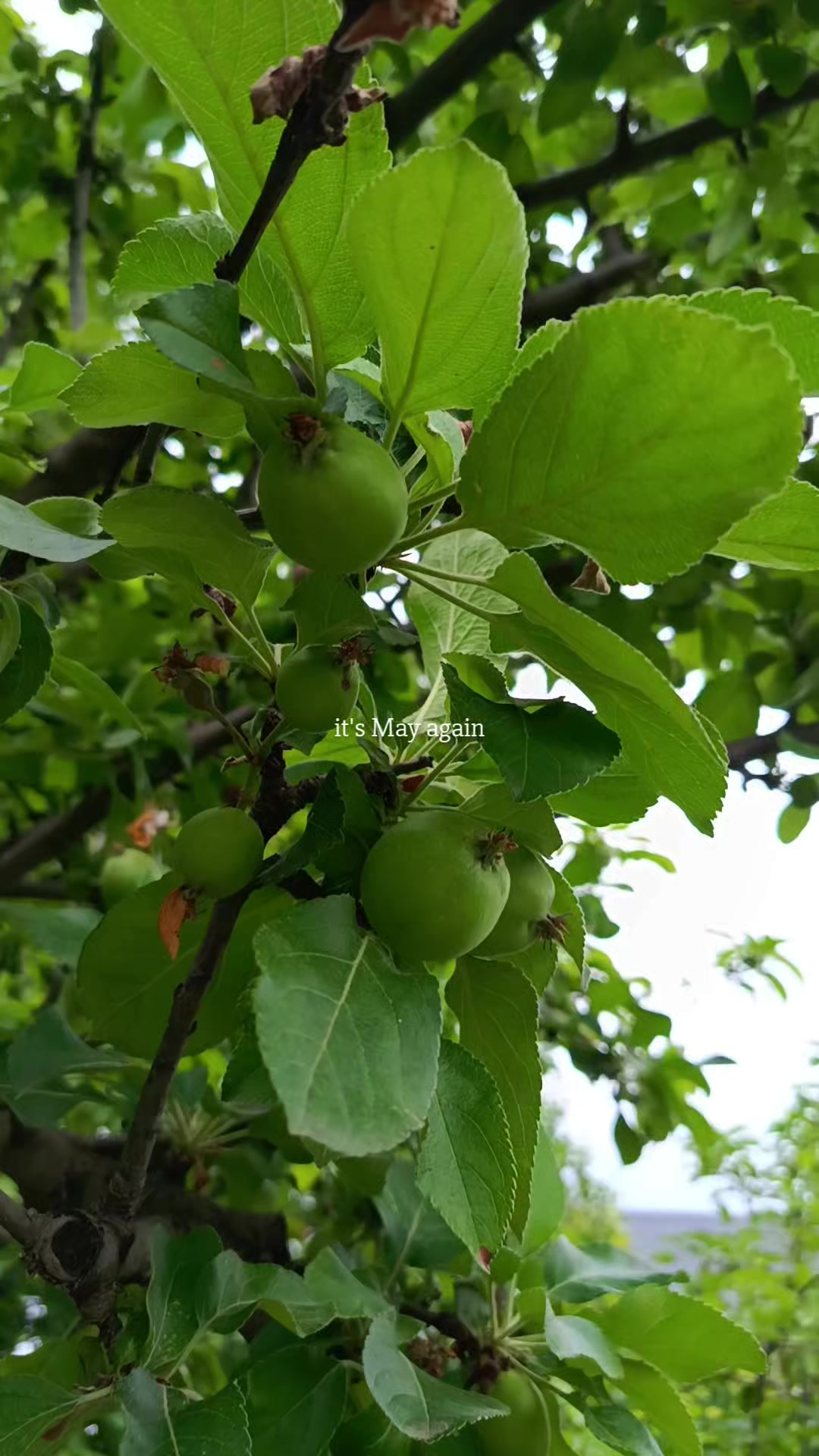 @Sema_Hasan13