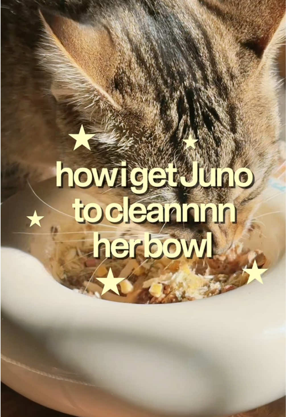 @Juno 💫🐈