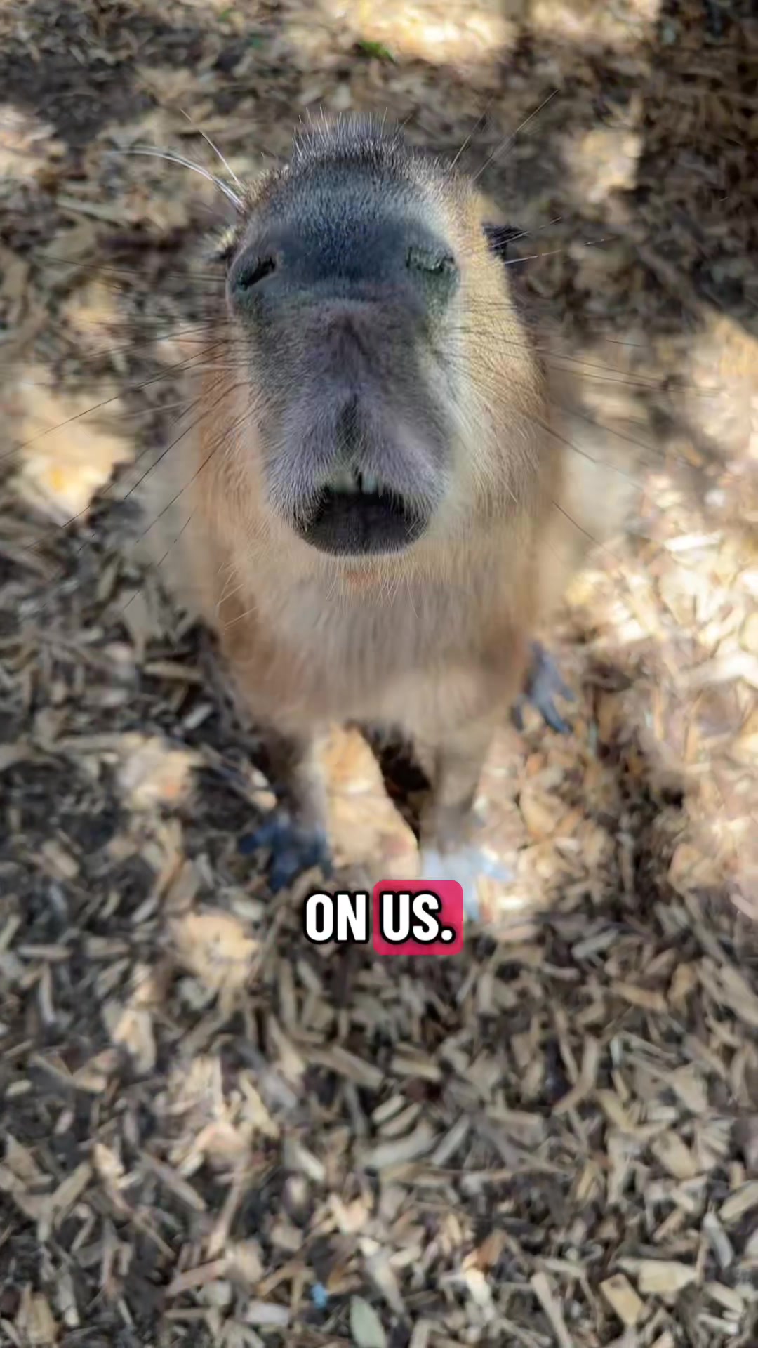 @Texas Wildlife Park