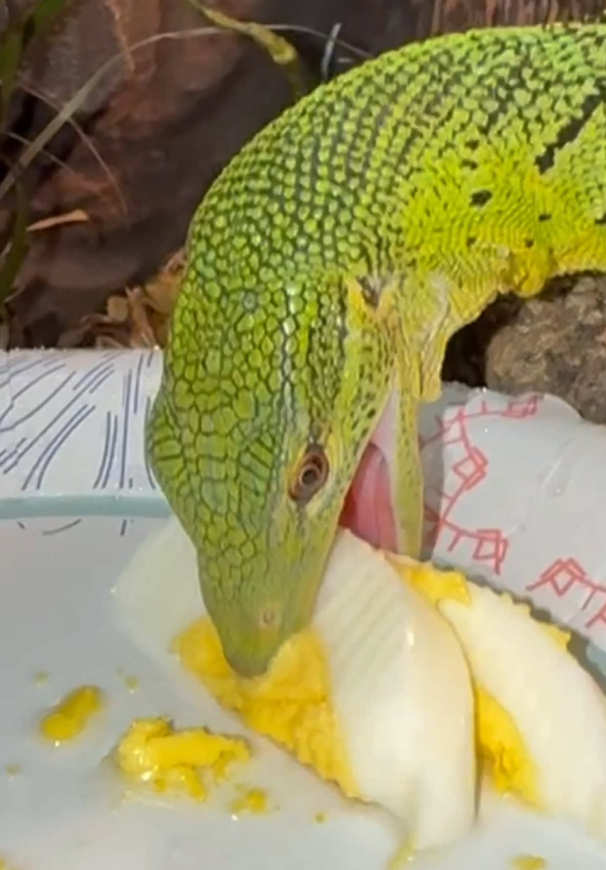 @Tommys_reptiles