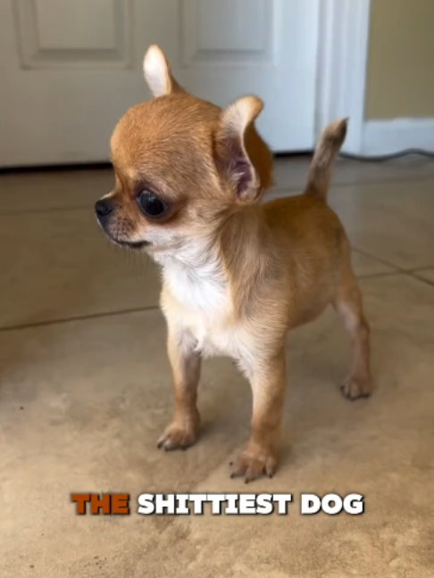 @PawblemsDaily
